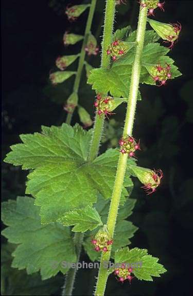 tellima grandiflora 2 graphic